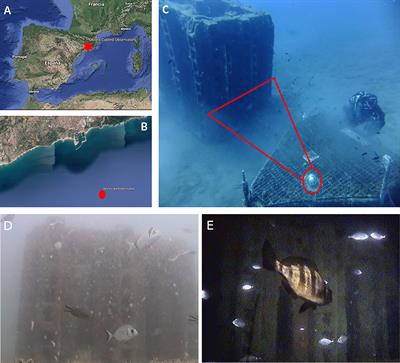 Assessing the Image Concept Drift at the OBSEA Coastal Underwater Cabled Observatory